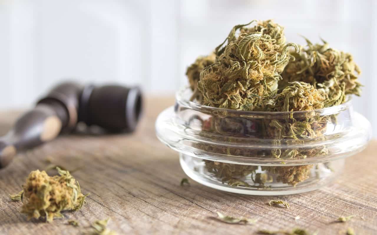 לימודי קנאביס בארץ ובעולם - המסלולים לעתיד בתעשייה הירוקה