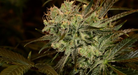 ווייט ריינו – White Rhino