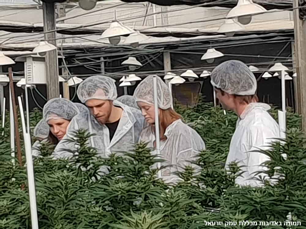 תואר בקנאביס